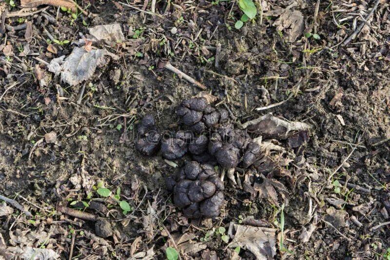 Помет медведя в лесу фото как выглядит Poop of Wild Animals on the Ground in Wildlife, Wild Animal Feces Stock Image - 