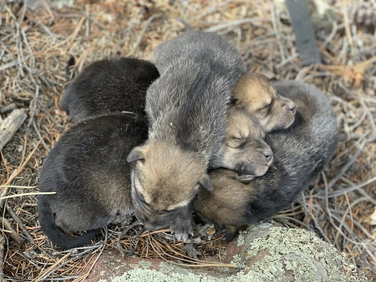 Помет волка фото Record number of endangered Mexican gray wolf pups placed into dens to be raised