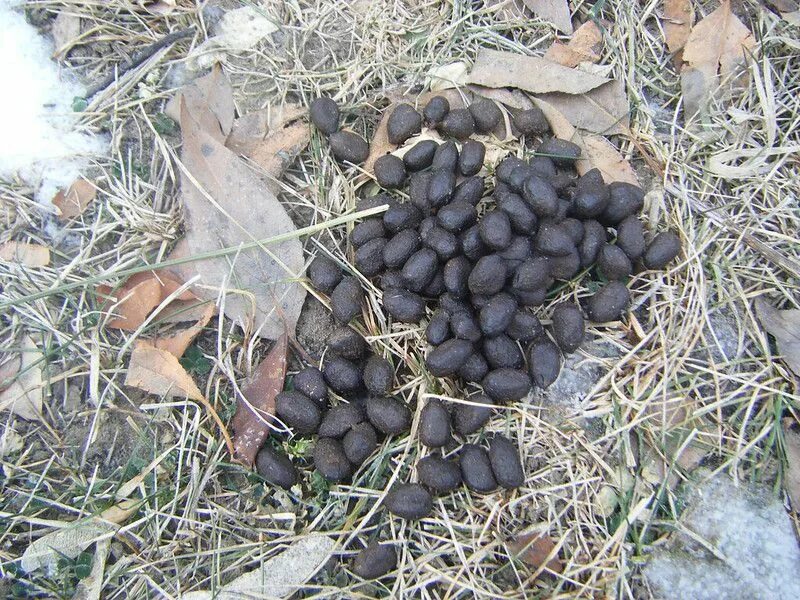 Помет волка в лесу фото Here's how you identify the most characteristic animal poops