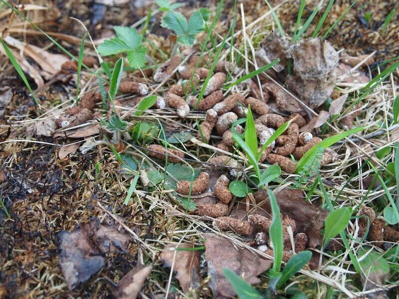 Помет зверей в лесу фото Следы в летнем лесу - Экологический проект Лукозёрье - LiveJournal