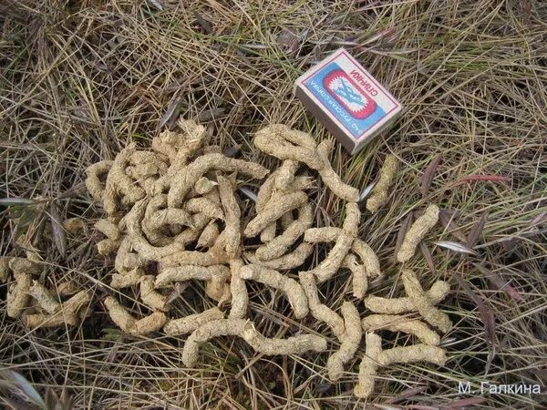 Помет зверей в лесу фото За ГЛУХАРЁМ Yablor.ru