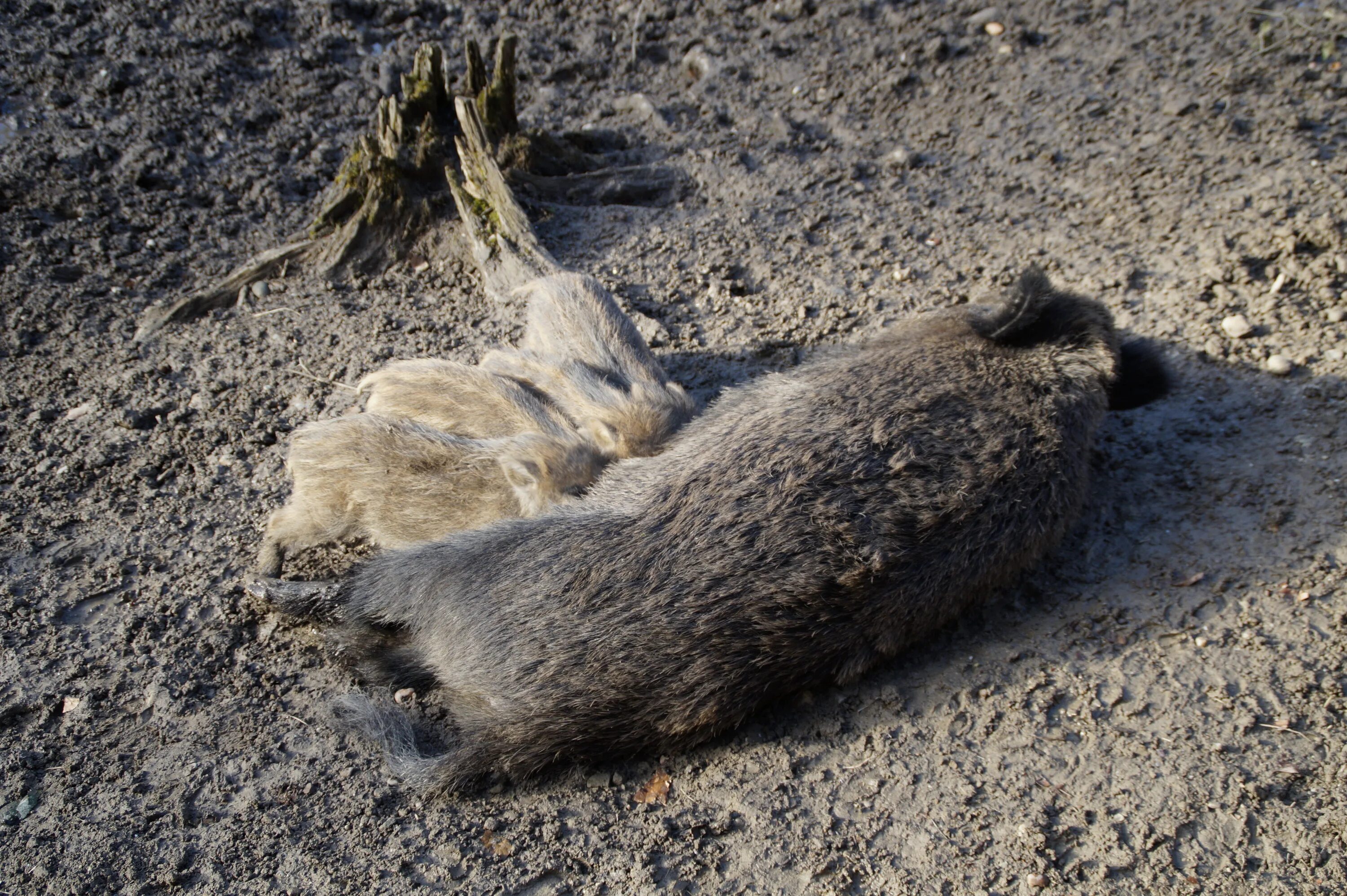 Пометы животных фото Breastfeeding wild boar free image download