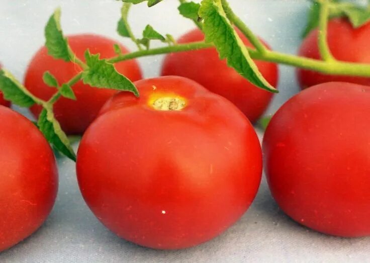 Помидор агата описание фото Чем хороши детерминантные томаты? Vegetables, Tomato