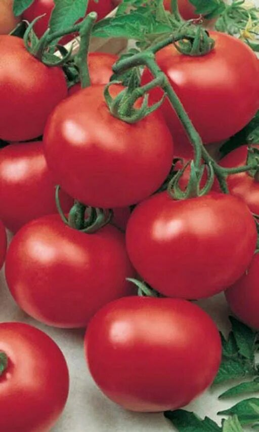 Помидор андромеда отзывы фото Томат АНДРОМЕДА F1 Необыкновенно вкусен! Этот дет любому высокорослому томату фо