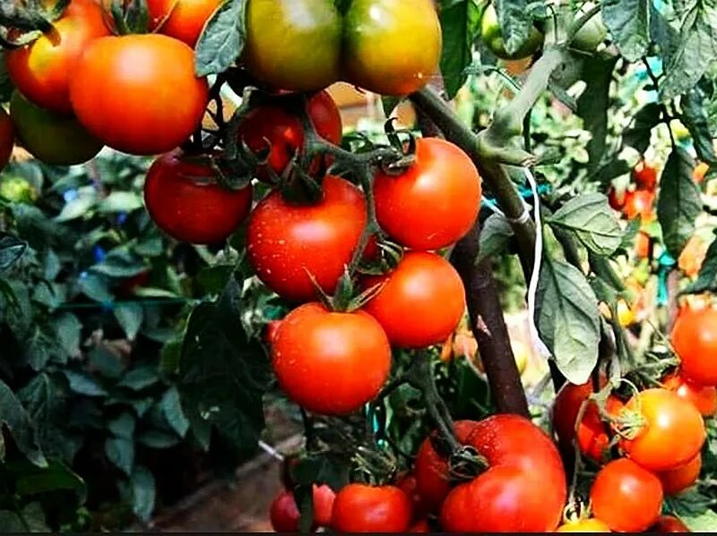 Помидор андромеда отзывы фото Семена Томат Джина: описание сорта, фото - купить с доставкой или почтой России