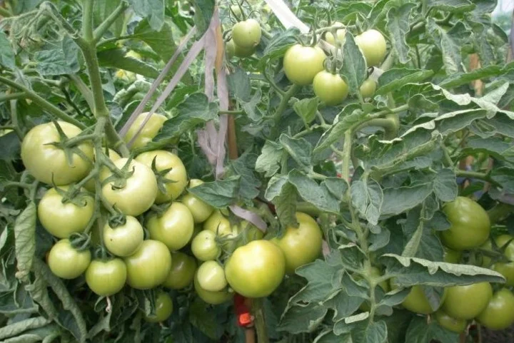 Помидор андромеда отзывы фото Не проходите мимо этого низкорослого помидора в магазине семян. Он стоит вашего 