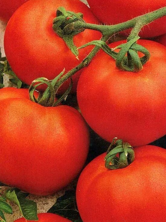 Помидор андромеда отзывы фото Семена Томат Загадка розовая: описание сорта, фото - купить с доставкой или почт