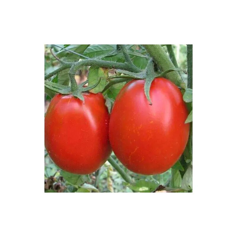 Помидор андромеда отзывы фото Помидоры андромеда фото - 85 картинок