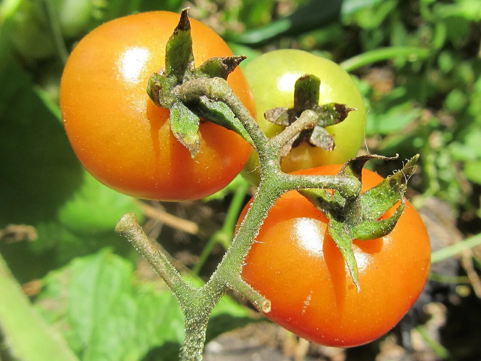 Помидор апельсин фото File:Orange tomato (6951843461).jpg - Wikimedia Commons