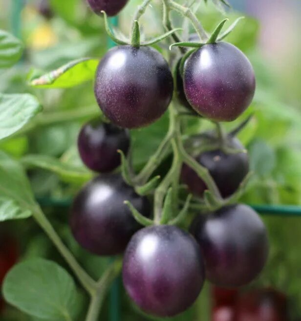 Помидор баклажан фото Yellow 'Tumbling Tom' Tomato Growing tomatoes in containers, Growing tomatoes fr