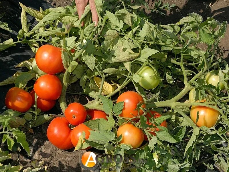 Помидор бобкат фото и описание Сорт томата бобкат отзывы