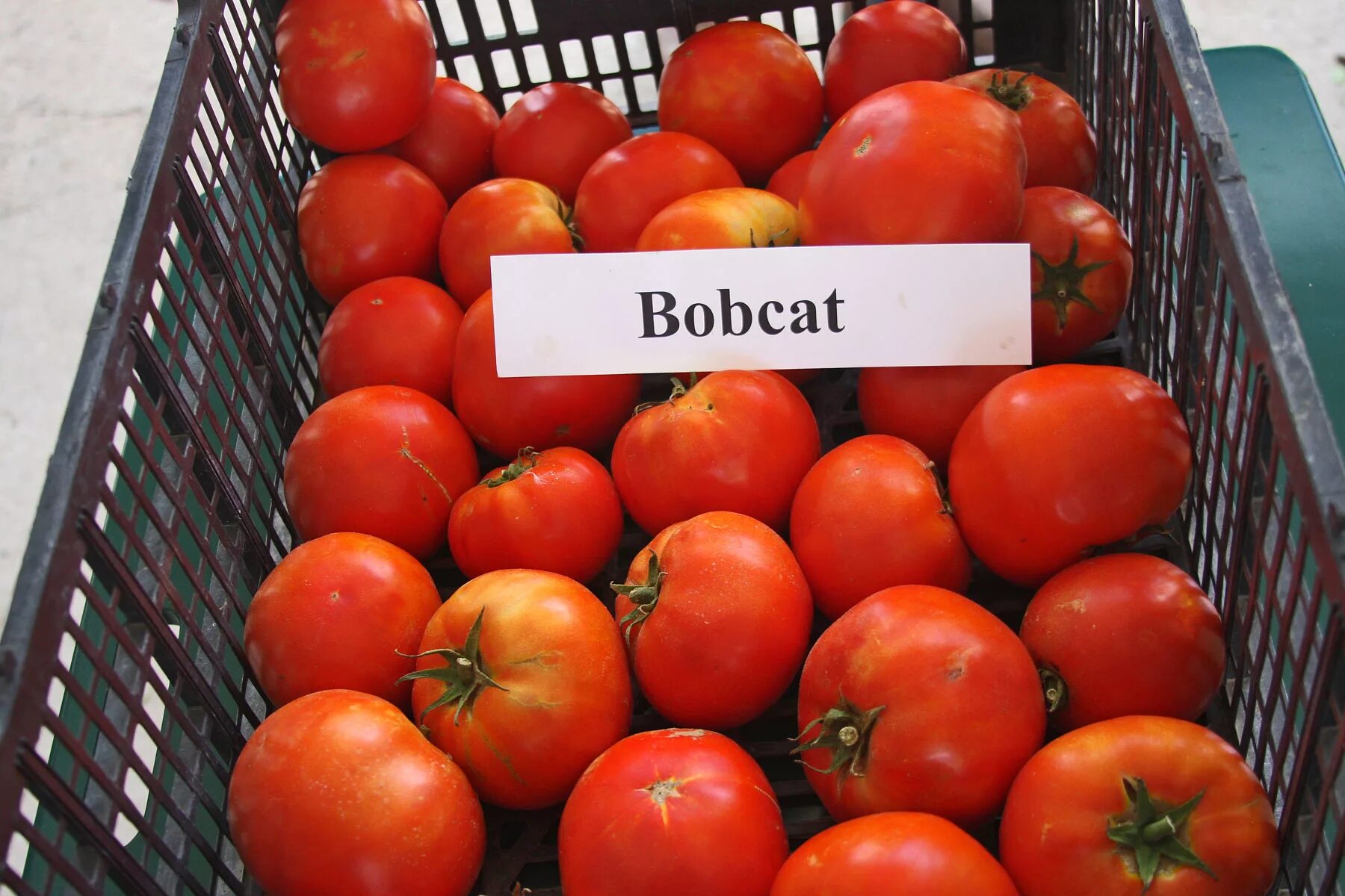 Помидор бобкат отзывы фото PLANTanswers: Plant Answers 'BobCat' - Rodeo Tomato for 2015