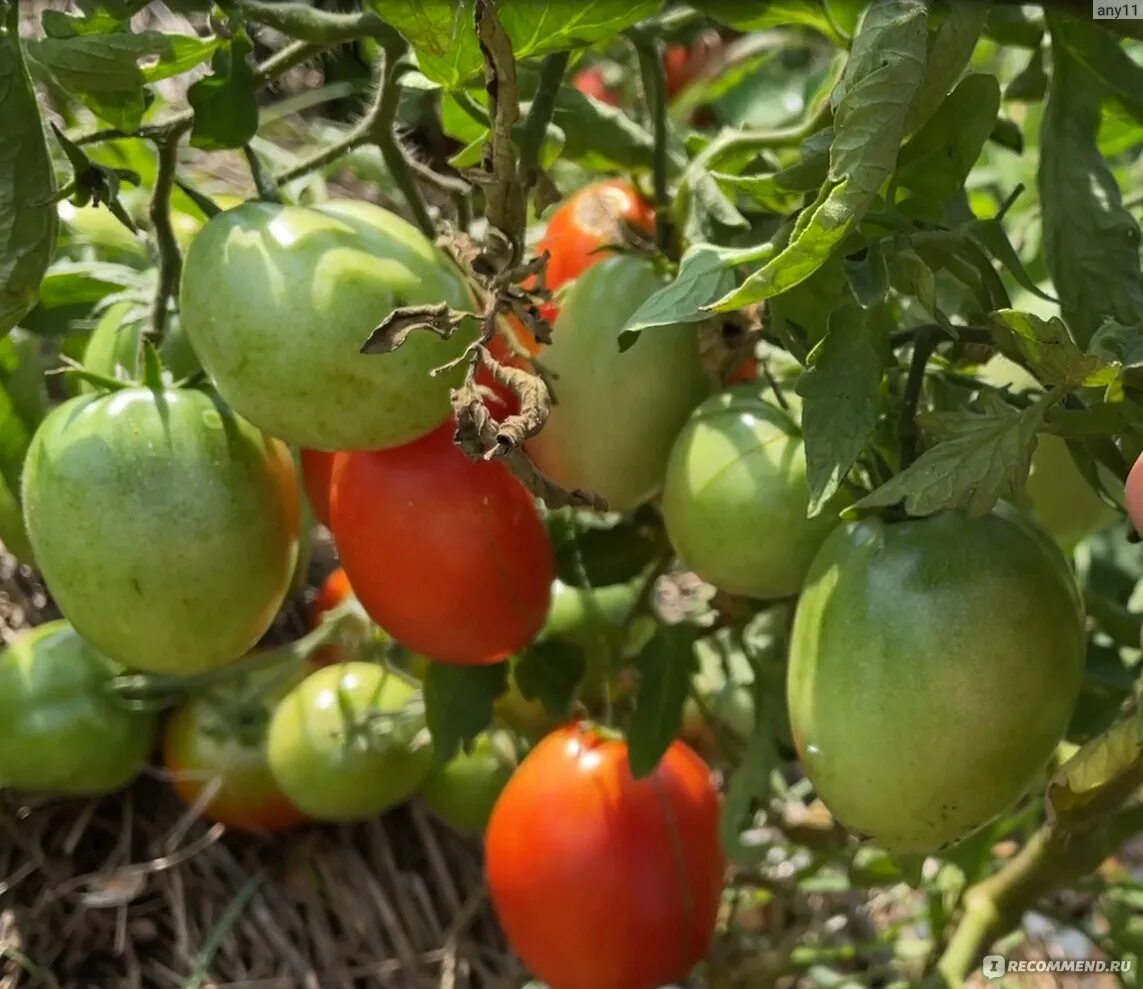 Помидор боец фото Семена томата Боец (Буян) Сибирский сад - "Неприхотливый вкусный помидор ! Без у