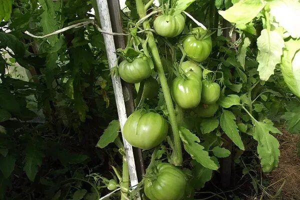 Помидор боец фото ✅ Tomato Vovchik: description and characteristics of the variety, cultivation an