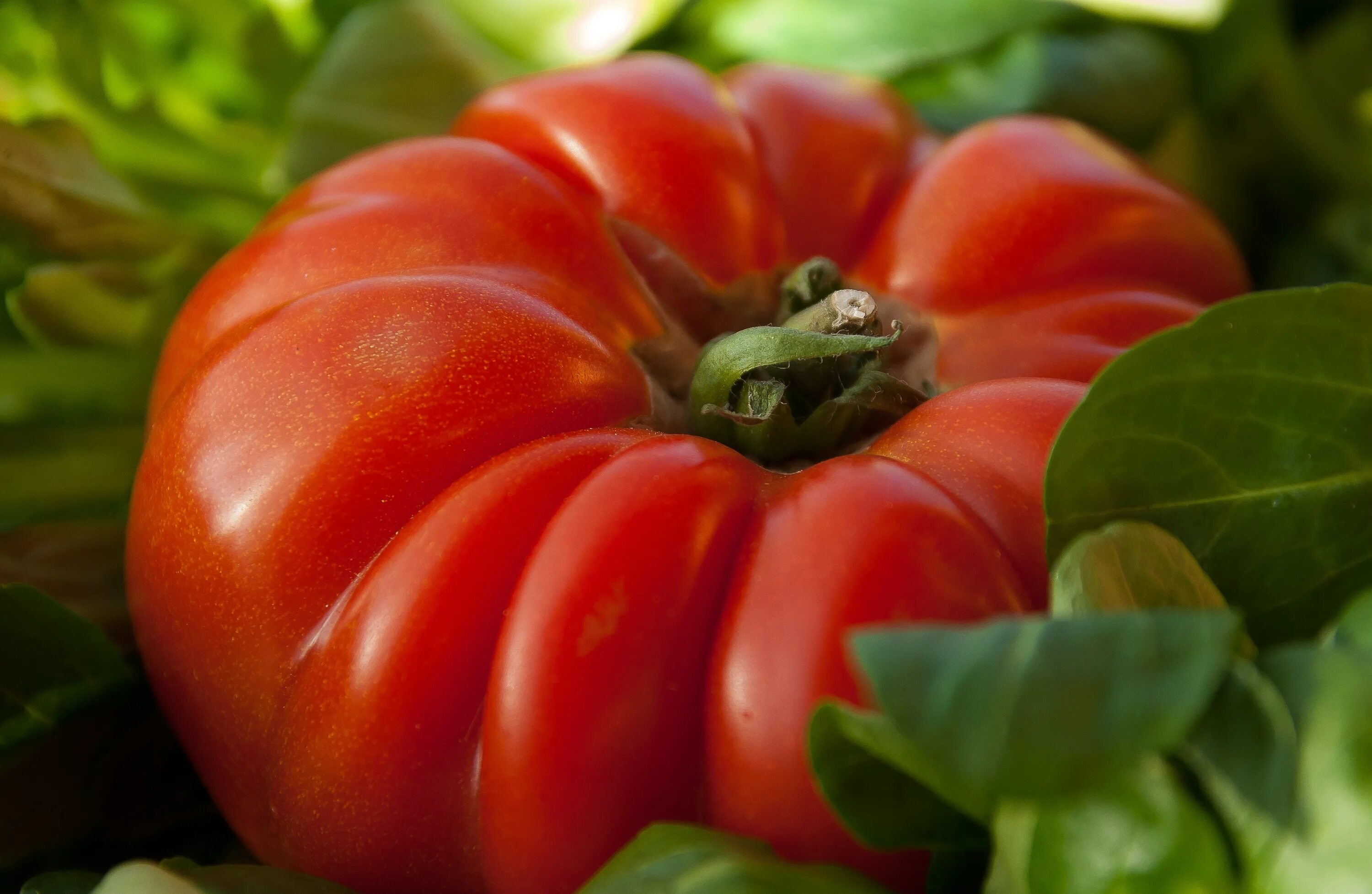 Помидор болгарский фото Free Images : fruit, flower, food, salad, produce, vegetable, bell pepper, flowe