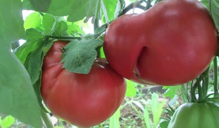 Помидор болгарский фото Томат крупноплодный Болгарское чудо: характеристик Tomato, Stuffed peppers, Vege