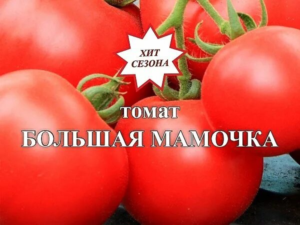 Помидор большая мамочка фото Новости " Томат Большая мамочка