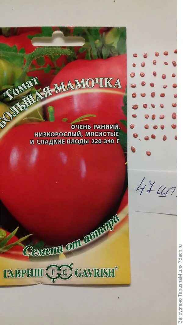 Помидор большая мамочка отзывы фото Томат Большая мамочка. I этап. Тест на всхожесть