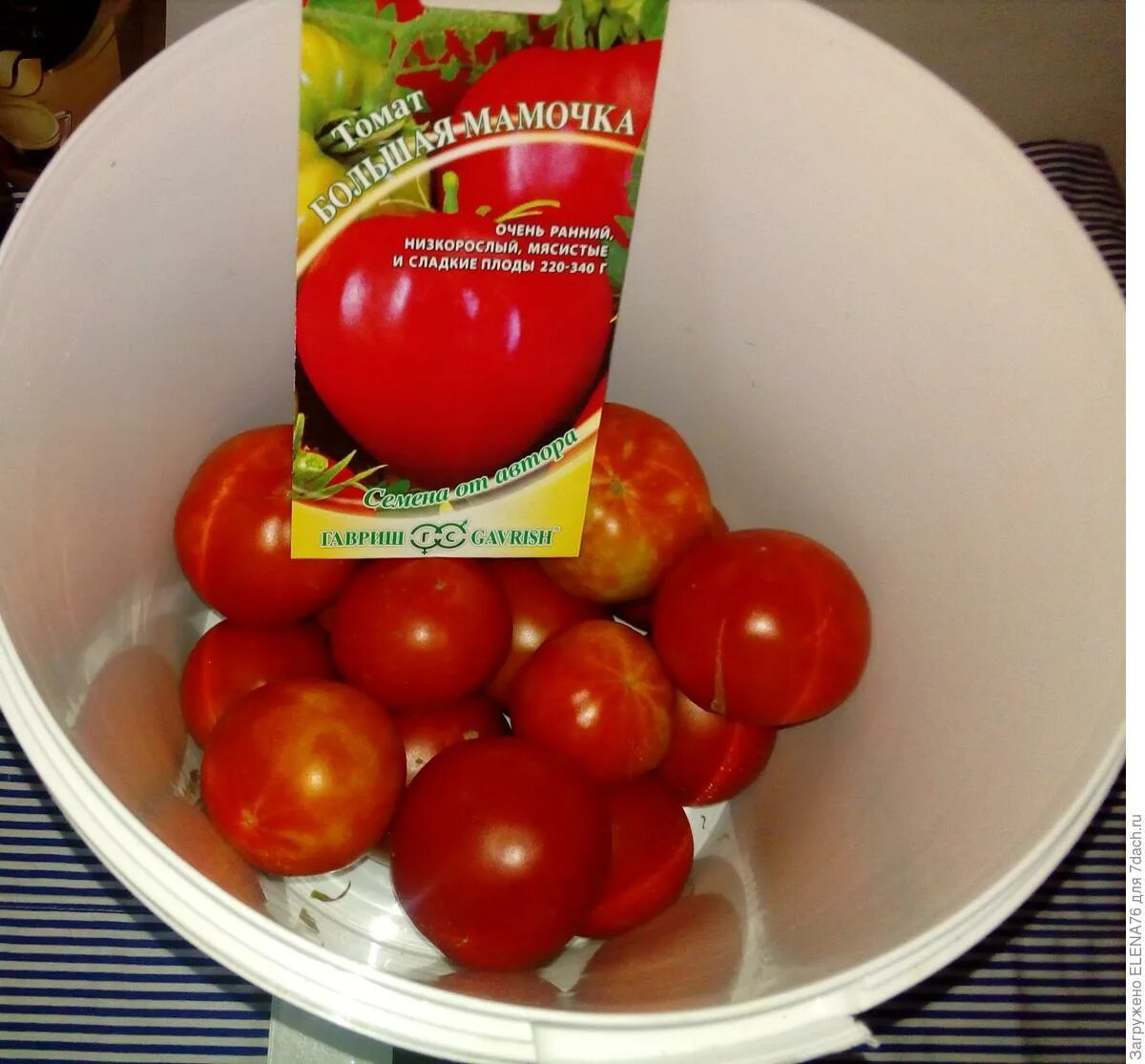 Помидор большая мамочка отзывы фото Томат Большая мамочка. VI этап. Итоги