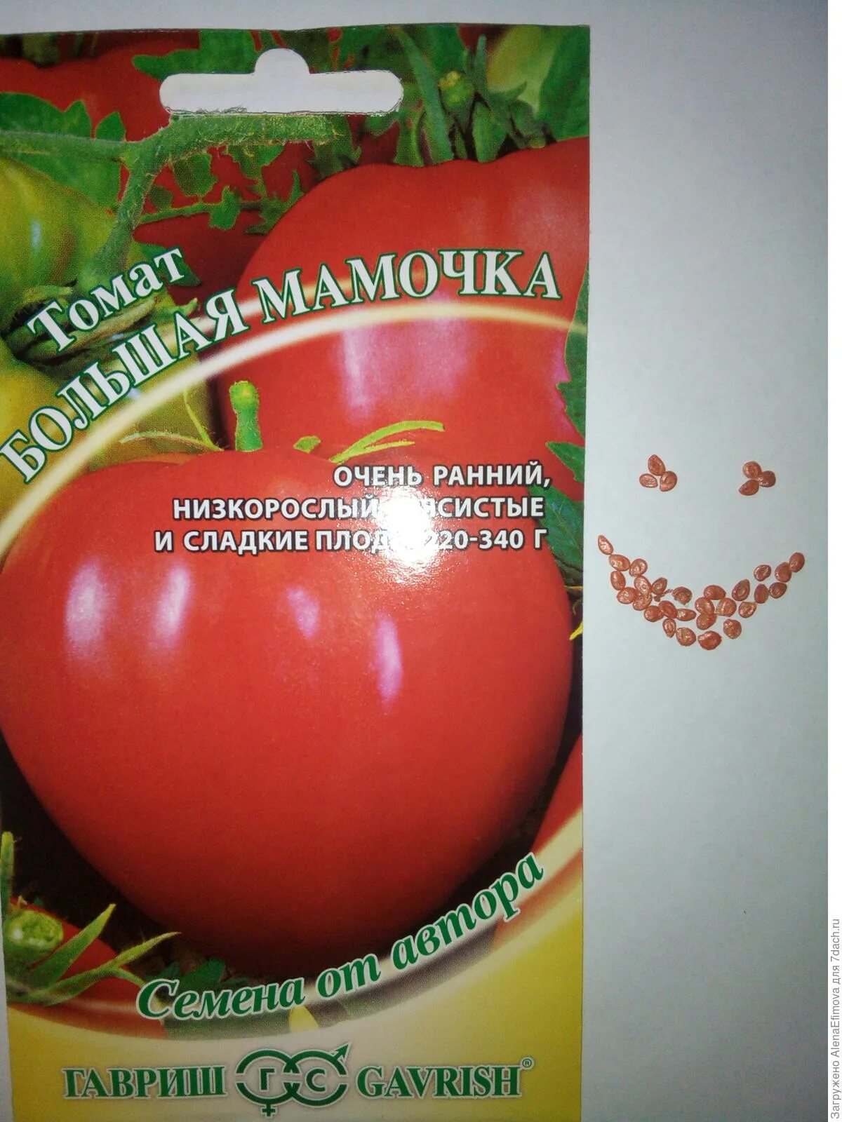 Помидор большая мамочка отзывы фото Томат Большая Мамочка. I Этап. Тест на всхожесть