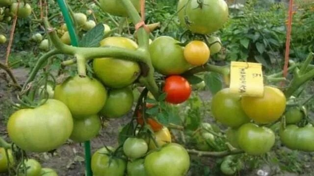 Помидор большая мамочка отзывы фото Томат сорта Большая мамочка - смотреть видео онлайн от "Строительный Челлендж" в