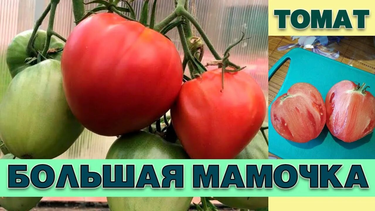 Помидор большая мамочка отзывы фото ТОМАТ БОЛЬШАЯ МАМОЧКА - НЕПРИХОТЛИВЫЙ НИЗКОРОСЛЫЙ УСТОЙЧИВЫЙ К ЗАБОЛЕВАНИЯМ СОРТ