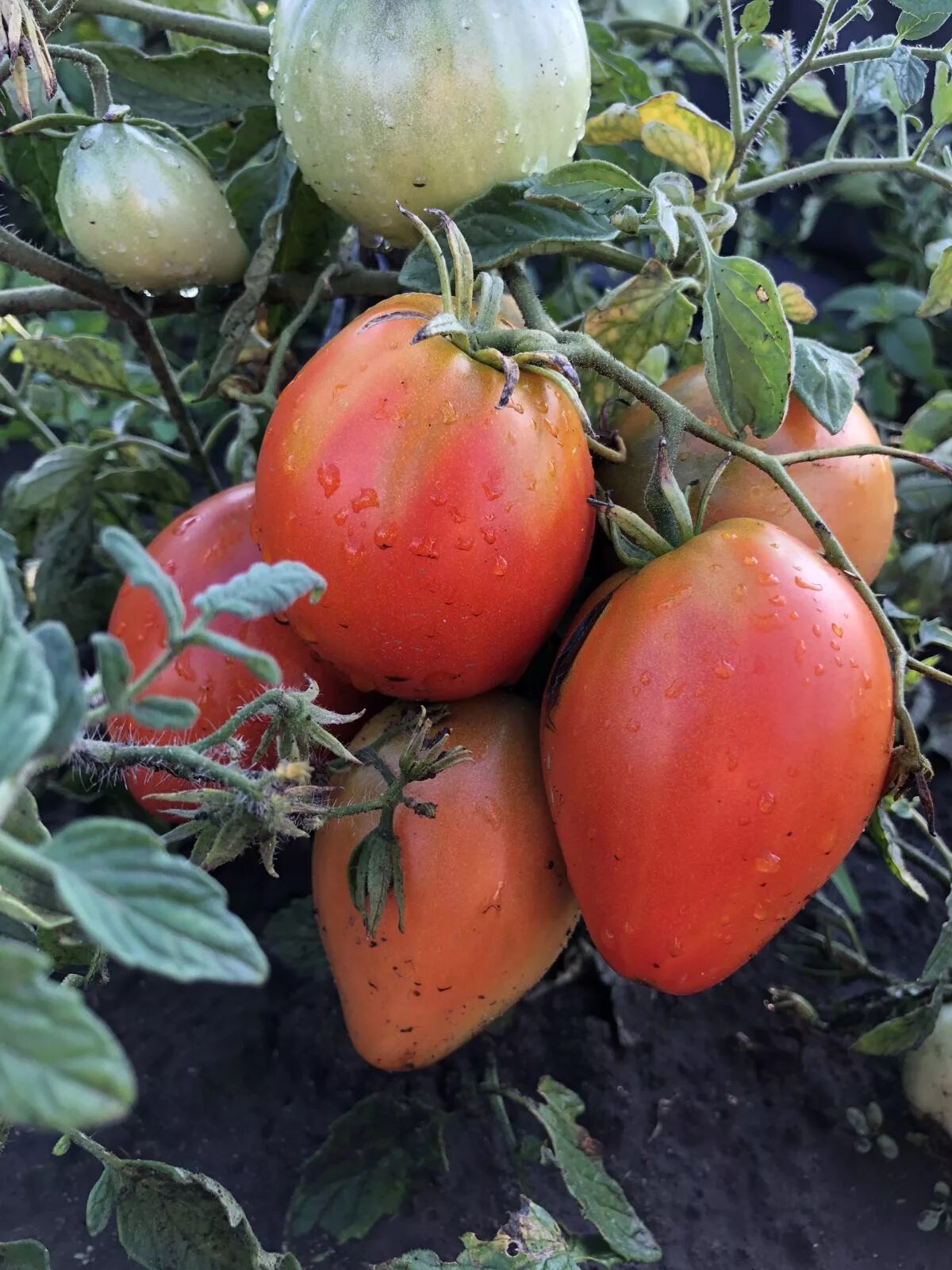 Помидор большая мамочка отзывы фото Насіння томату Большая мамочка, купити за 19.00 грн. :: Rastim