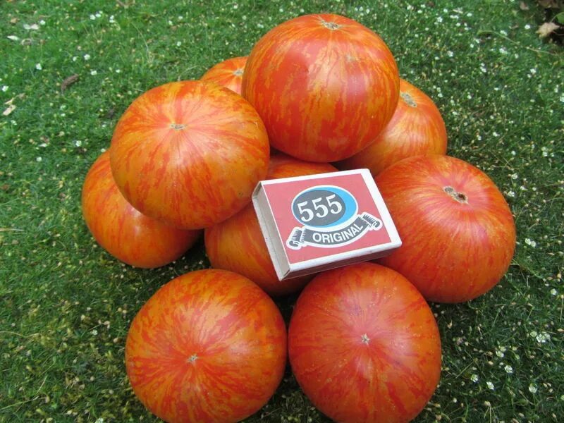 Помидор боцман описание фото Томат толстый боцман описание Фитостудия-63.ру