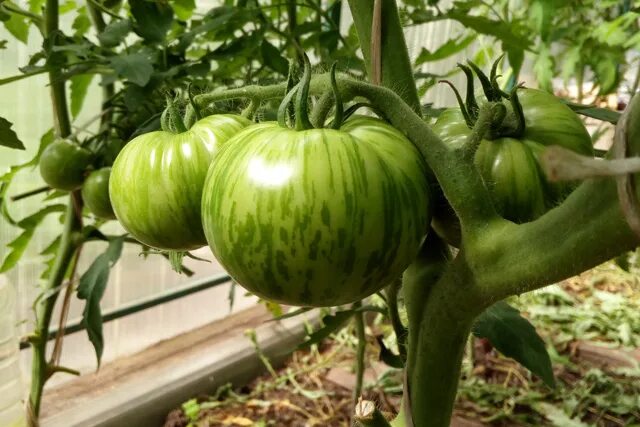 Помидор боцман описание фото Томат "Толстый боцман": лучший сорт для Урала сибирской селекции