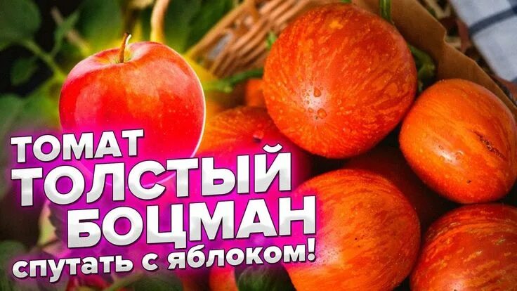 Помидор боцман описание фото ПОМИДОР БЕЗ БЕЛЫХ ПРОЖИЛОК, ПАСЫНКОВАНИЯ и ФОРМИРОВКИ! ТОМАТ ТОЛСТЫЙ БОЦМАН Ябло