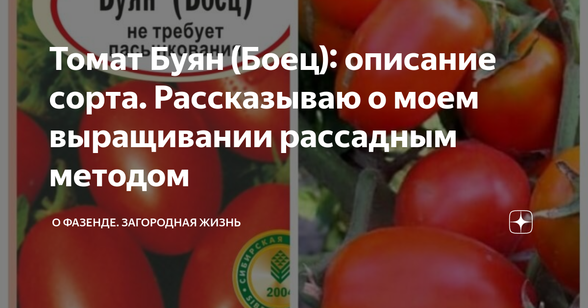 Помидор буян описание сорта фото Томат Буян (Боец): описание сорта. Рассказываю о моем выращивании рассадным мето