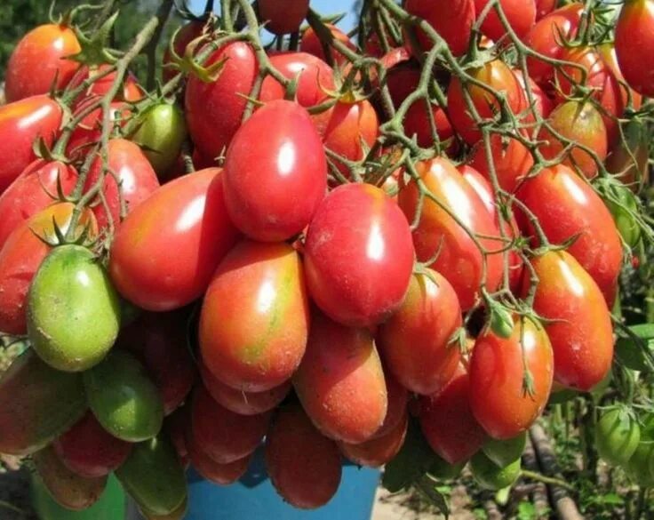 Помидор чио чио сан отзывы фото Chio-chio San tomato #tomato #interesting #varieties #beautiful Tomato, Seeds, O