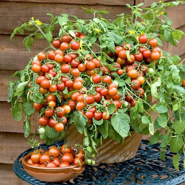 Помидор чудо фото Buy Cherry Tomato, Cherry Tomato Honey - Vegetable Seeds online from Nurserylive