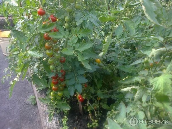 Помидор дачная ул 78 село перевальное фото Томат Дачное лакомство: описание, фото, отзывы