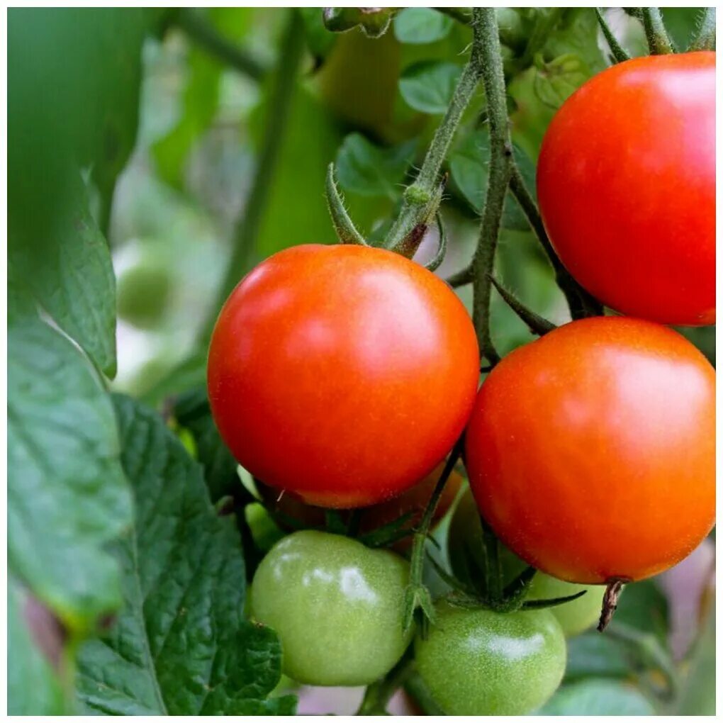 Помидор дар заволжья фото Томат "Дар Заволжья" (лат. Solanum lycopersicum "volga gift") семена 50шт - купи