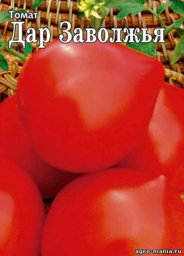 Помидор дары заволжья описание сорта фото Сорт помидоров дары заволжья фото: найдено 85 картинок