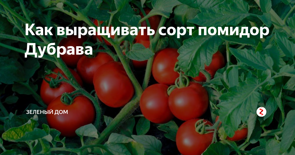 Помидор дубрава фото Томаты дубрава описание и характеристики фото: найдено 85 картинок