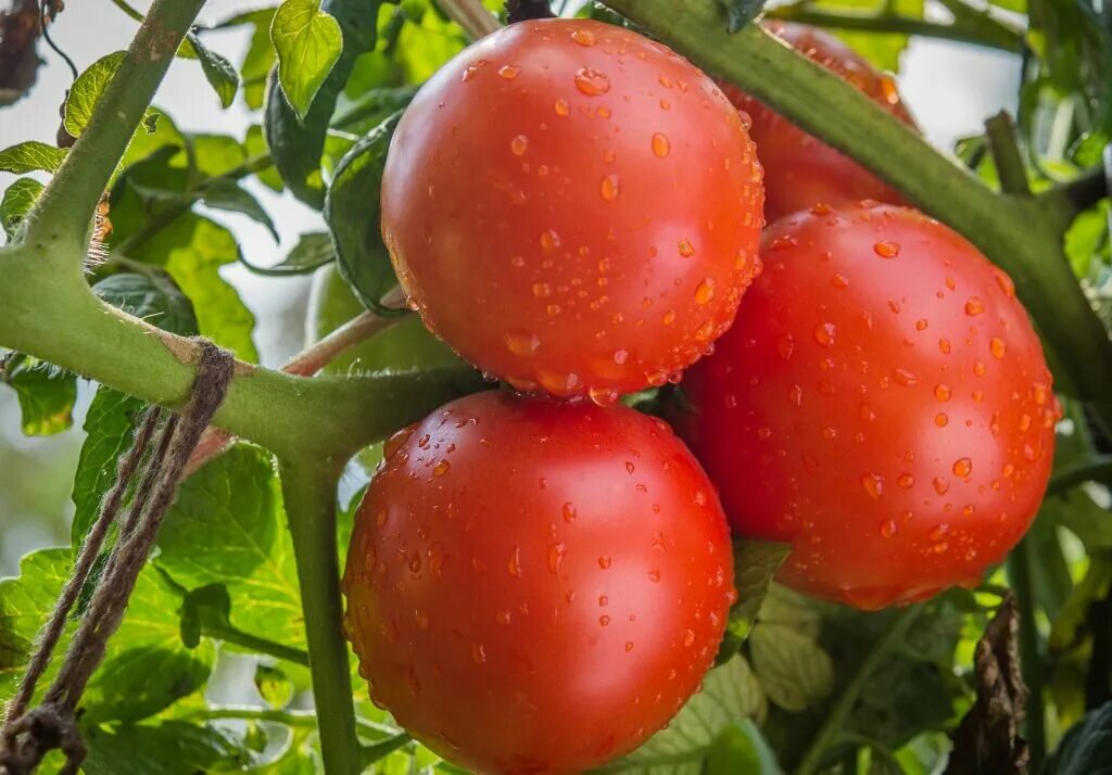 Помидор фото и описание отзывы Сорта томатов, которые понравились на вкус всей моей семье Записки огородницы Дз