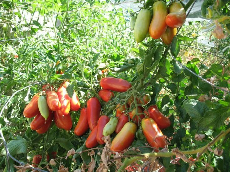 Помидор французский гроздевой фото San Marzano Gigante 3 Planting herbs, Tomato plants, Tomato