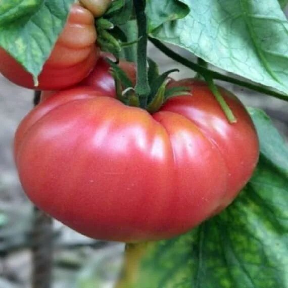 Помидор герман фото German Johnson Tomato Seeds /30 Seeds Grown To Organic Etsy