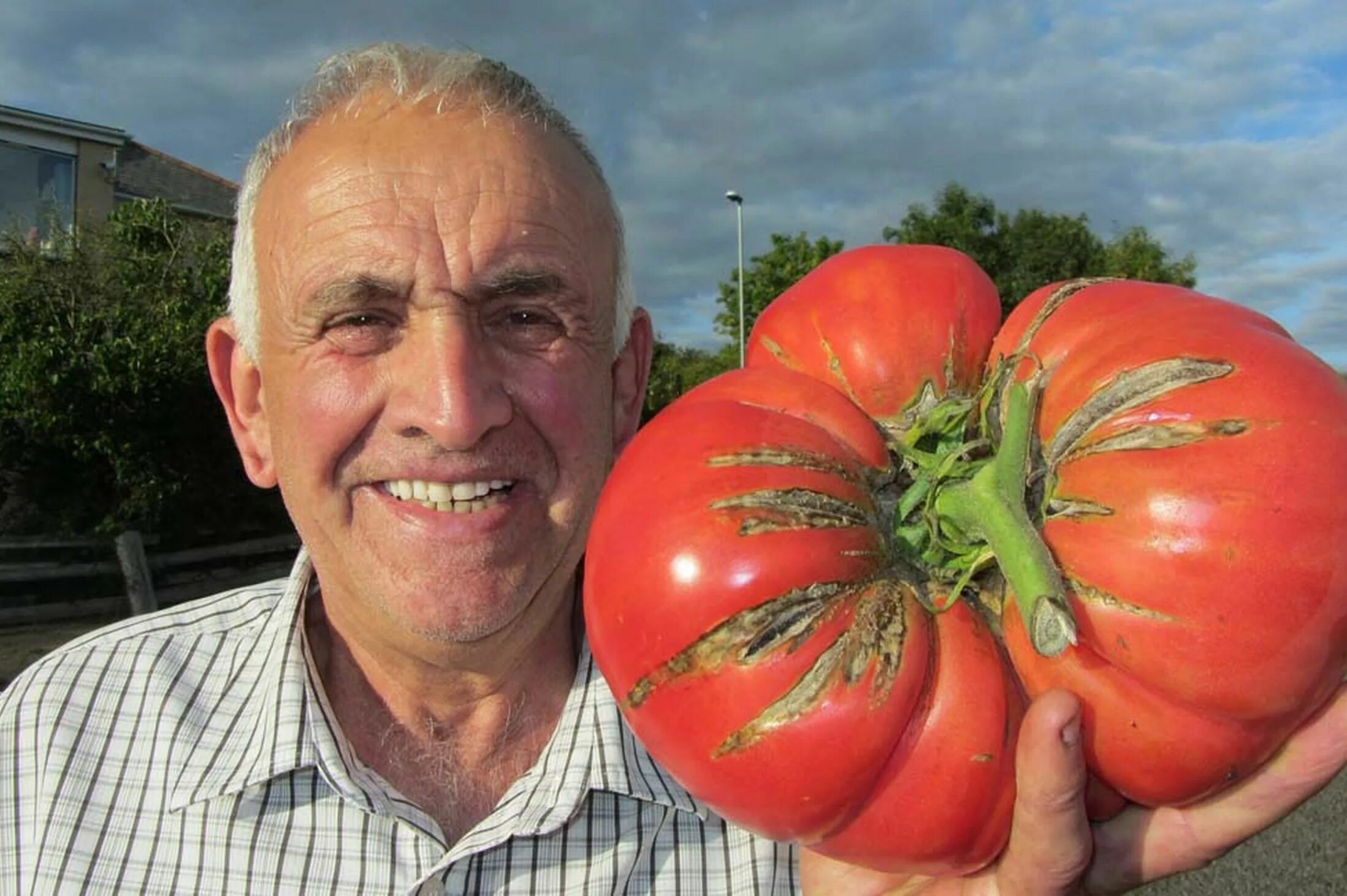 Помидор гигант фото Snoop Dogg's favourite gardener grows Britain's biggest ever tomato Giant vegeta