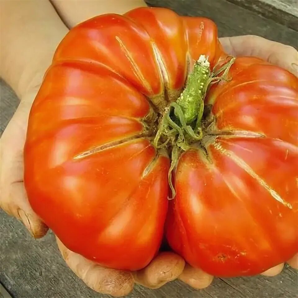 Помидор гигант фото Tomato - Delicious (a Guinness Record Holder)