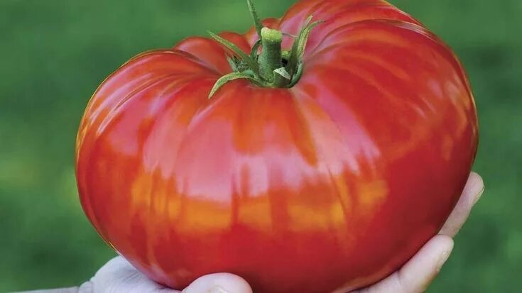 Помидор гигант фото Growing bountiful tomatoes a Sacramento tradition, obsession Семена томата, Поми