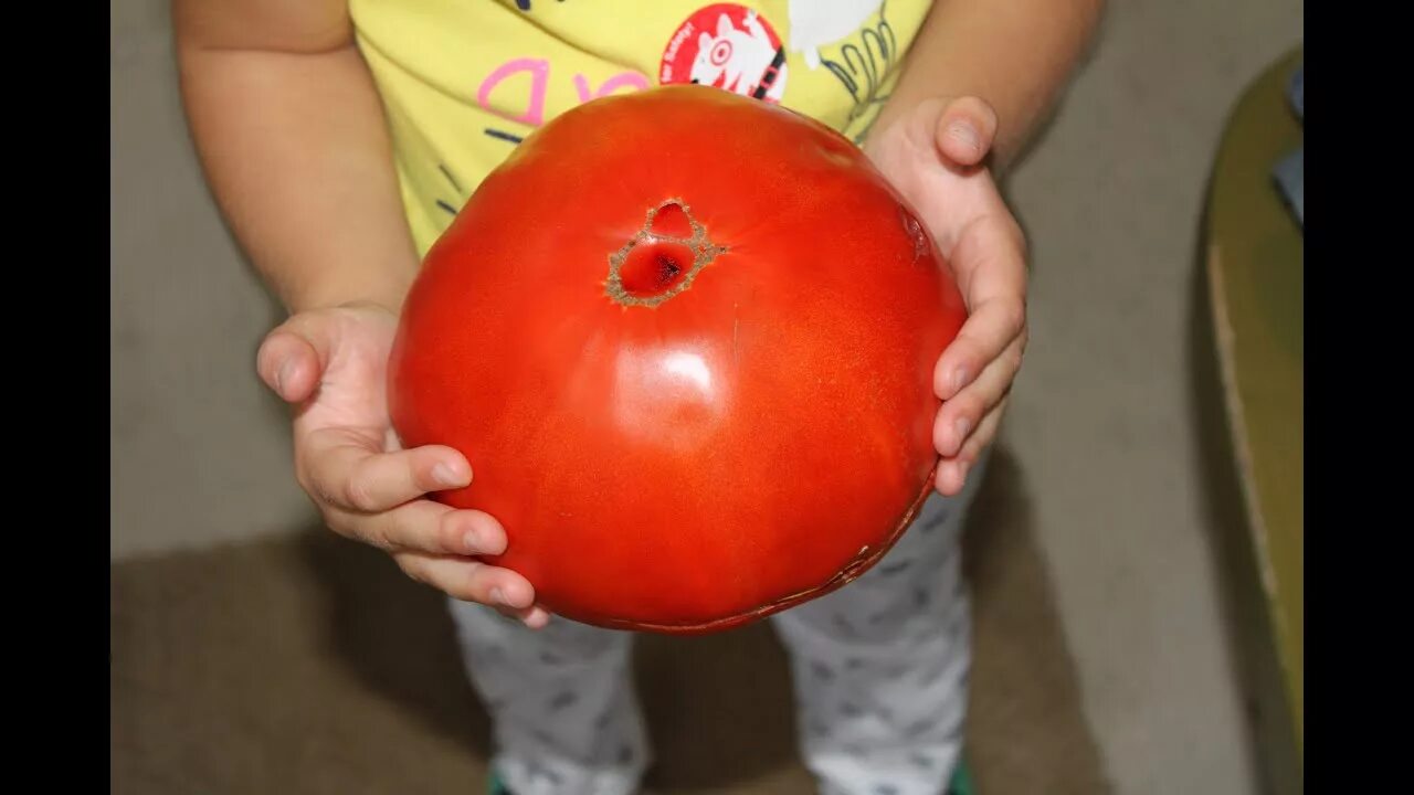 Помидор гигант фото Big Zac, 2lb 10oz Giant Tomato - YouTube