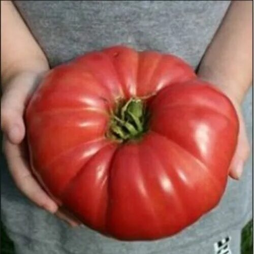 Помидор гигант фото и описание GIANT Delicious Tomato 30 - 4000 Seeds World Record 7 lbs 12 oz! BIG HEIRLOOM eB