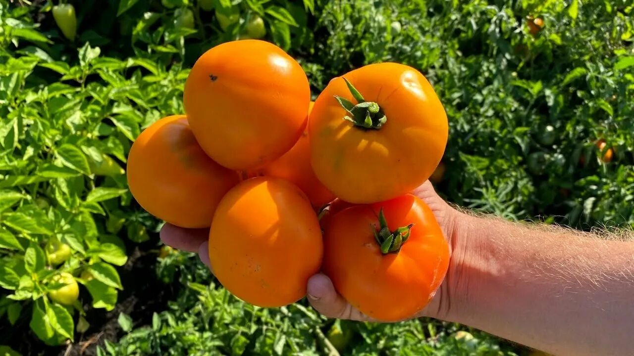 Помидор хурма отзывы фото Мой любимый по вкусу томат в огороде - ХУРМА. Классика желтоплодных томатов. Обз