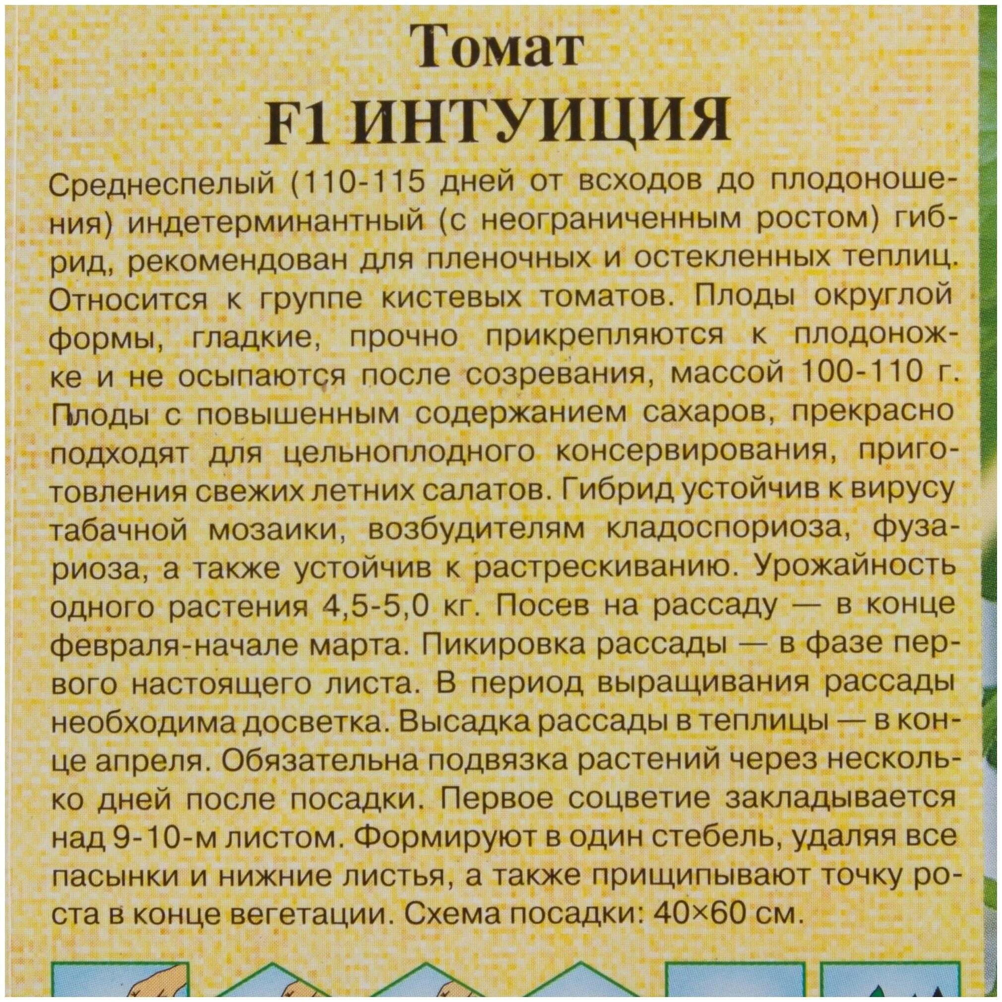 Помидор интуиция описание сорта фото отзывы садоводов Интуиция томат описание отзывы фото характеристика