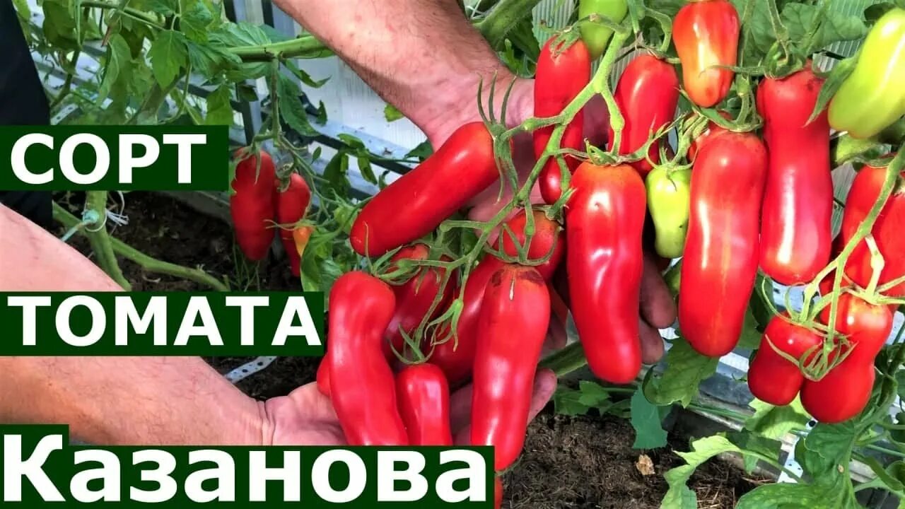 Помидор казанова описание сорта фото Томат Казанова Подробное описание сорта - YouTube