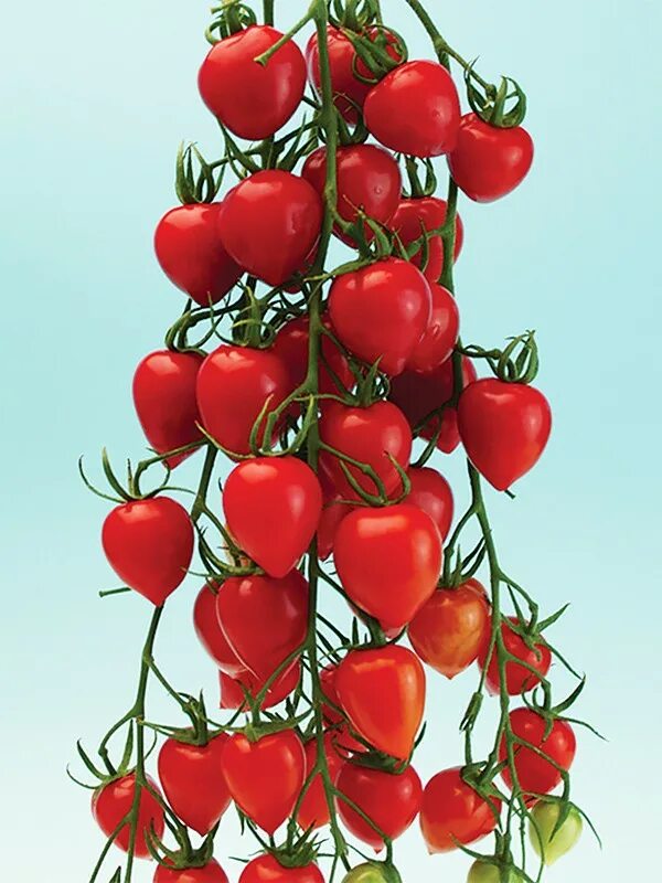 Помидор клубника фото Томат Томатоберри (Tomatoberry)