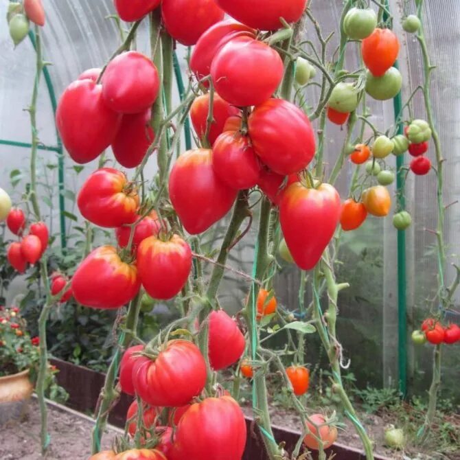 Помидор клубника фото Томат Немецкая клубника Красная (German Red Strawberry), 5 семян Дачная Коллекци